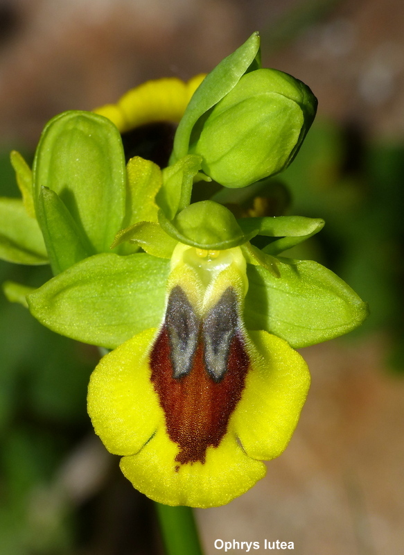Andalusia: le orchidee e Grandi Pietre  marzo-aprile 2023.